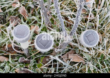 Vista dall'alto su tre pannelli solari luce LED smerigliata nel giardino Foto Stock