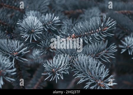 Rametti di pino o abete rosso, abete. Primo piano su un fondo scuro, bruna ramificazione di conifere grigio e vivace. Sfondo floreale per il design. Foto Stock