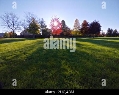 Indietro illuminato albero di acero rosso nel parco con il raggio del sole e l'ombra in primo piano Foto Stock