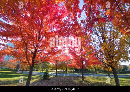 Alberi di acero rosso nel parco con lente svasata Foto Stock