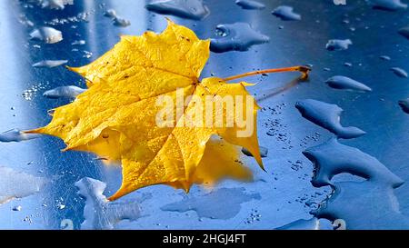 Foglia di acero giallo su una superficie metallica con raindrop Foto Stock