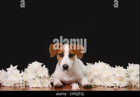 Puppy jack russell con fiori a margherita su sfondo lavagna. Incollare il testo per spazio di copia. Foto Stock