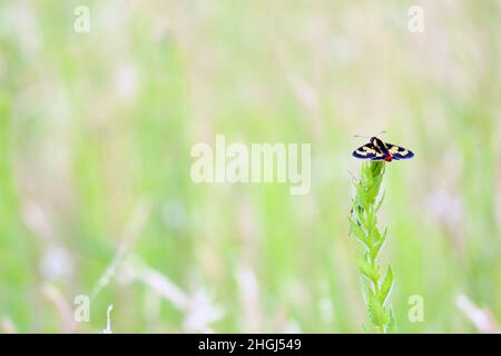 Butterfly, oltre alla sua esuberanza e bellezza, il gruppo è di grande importanza economica, sono fondamentali agenti impollinanti per la dinamo Foto Stock