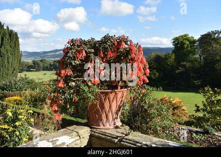 primo piano di una splendida pianta di fiori rossi in una pentola di terracotta su un muro di pietra che si affaccia prato e alberi con un profondo cielo blu sfondo Foto Stock