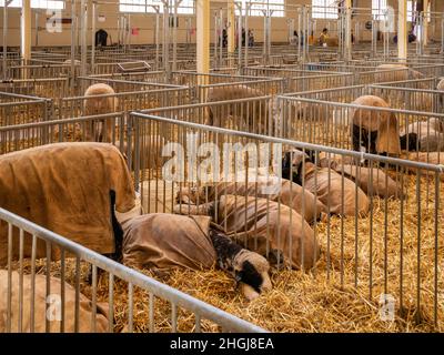 FALCON HEIGHTS, MN - 22 AGO 2019: Le pecore riposano con calma su paglia in molte penne in granaio grande. Foto Stock