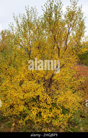 Moor-Birke, Herbstfärbung, herbstlich, Herbstlaub, Moorbirke, Haar-Birke, Besen-Birke, Behaarte Birke, Betula pubescens, SYN. Betula alba, betulla Foto Stock