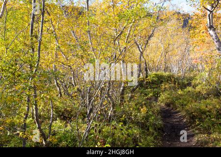 Moor-Birke, Herbstfärbung, herbstlich, Herbstlaub, Moorbirke, Haar-Birke, Besen-Birke, Behaarte Birke, Betula pubescens, SYN. Betula alba, betulla Foto Stock