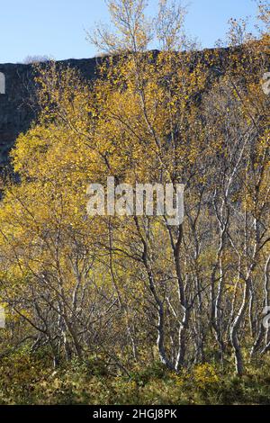 Moor-Birke, Herbstfärbung, herbstlich, Herbstlaub, Moorbirke, Haar-Birke, Besen-Birke, Behaarte Birke, Betula pubescens, SYN. Betula alba, betulla Foto Stock