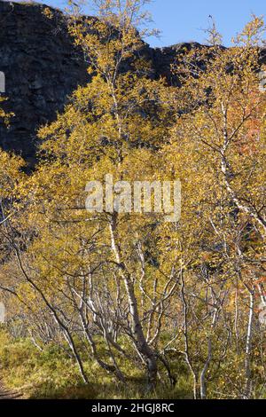 Moor-Birke, Herbstfärbung, herbstlich, Herbstlaub, Moorbirke, Haar-Birke, Besen-Birke, Behaarte Birke, Betula pubescens, SYN. Betula alba, betulla Foto Stock