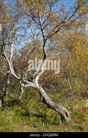 Moor-Birke, Herbstfärbung, herbstlich, Herbstlaub, Moorbirke, Haar-Birke, Besen-Birke, Behaarte Birke, Betula pubescens, SYN. Betula alba, betulla Foto Stock