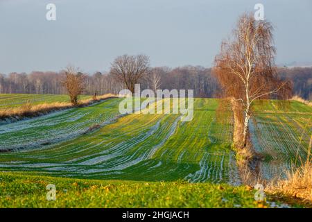 campi agricoli coltivati nel tramonto d'autunno. Colorata campagna patchwork Foto Stock