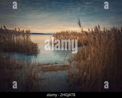 Canne secche nel lago ghiacciato su sfondo cielo tramonto. Paesaggio invernale vicino stagno, scena silenziosa sera Foto Stock