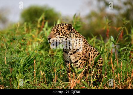 Jaguar (Panthera onca) nella vegetazione una riva del fiume, Pantanal, Mato Grosso, Brasile Foto Stock