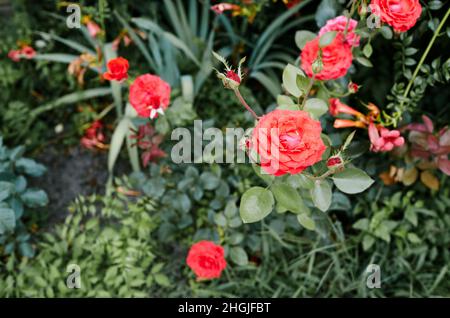 Mazzo di rose rosse in giardino. Un cespuglio di belle rose in luce estiva. Bella primavera o estate fiore pianta rosa Foto Stock