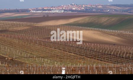 Vigneti Velke Pavlovice alla fine dell'inverno Foto Stock