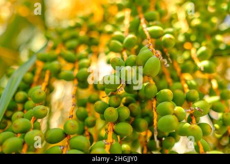 I frutti di dattero sui rami appendono da una palma alla luce del sole. Foto Stock