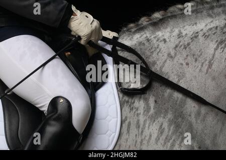 Dettaglio del collo bagnato dalla pioggia di un cavallo spagnolo grigio prima di competere in dressage Foto Stock