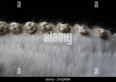 Particolare del collo con trecce di fondo di un cavallo spagnolo grigio prima di competere in dressage Foto Stock