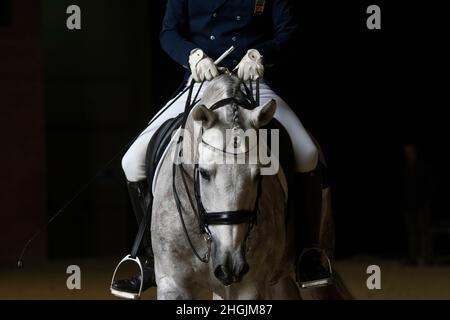 cavallo spagnolo grigio a piedi rilassato con lunghe redini dopo aver gareggiare in dressage Foto Stock