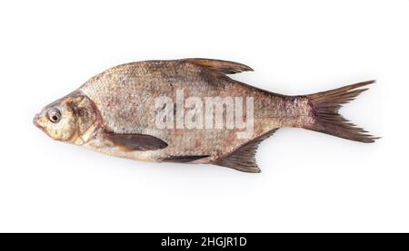 Orata di fiume comune isolato su sfondo bianco. Pesce d'acqua dolce Foto Stock