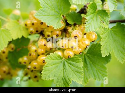 Ribes bianco maturo (Ribes rubrum uva bianca) in giardino fatto in casa. Mazzo fresco di frutta naturale coltivato in ramo in azienda. Primo piano. Agricoltura biologica, Foto Stock