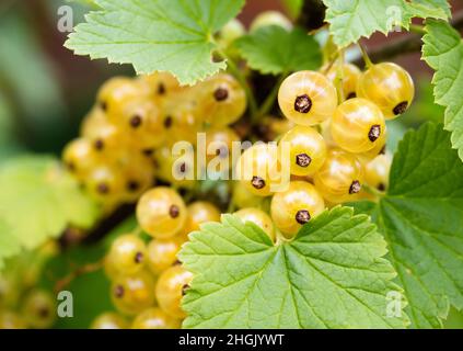 Ribes bianco maturo (Ribes rubrum uva bianca) in giardino fatto in casa. Mazzo fresco di frutta naturale coltivato in ramo in azienda. Primo piano. Agricoltura biologica, Foto Stock