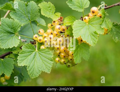 Ribes bianco maturo (Ribes rubrum uva bianca) in giardino fatto in casa. Mazzo fresco di frutta naturale coltivato in ramo in azienda. Primo piano. Agricoltura biologica, Foto Stock