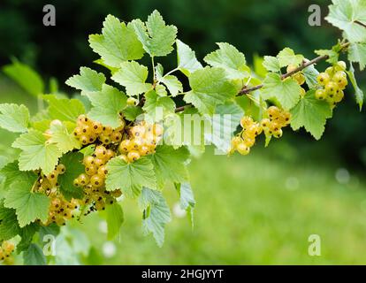 Ribes bianco maturo (Ribes rubrum uva bianca) in giardino fatto in casa. Mazzo fresco di frutta naturale coltivato in ramo in azienda. Primo piano. Agricoltura biologica, Foto Stock