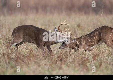 Due daini dalla coda bianca sparano e combattono in un prato aperto nel Parco Nazionale delle Smoky Mountains Foto Stock