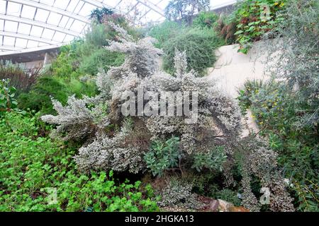 Erica canaliculata un arbusto sempreverde in fiore nella Grande Casa di vetro al Giardino Botanico Nazionale del Galles inverno gennaio Regno Unito KATHY DEWITT Foto Stock