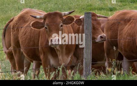 Il Limousin, francese: Limousine, è una razza francese di bovini da carne provenienti dalle regioni Limousin e Marche della Francia. In precedenza era utilizzato principalmente come dra Foto Stock