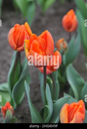 Tulipani di Triumph arancione (Tulipa) Hermitage fioriscono in un giardino nel mese di marzo Foto Stock