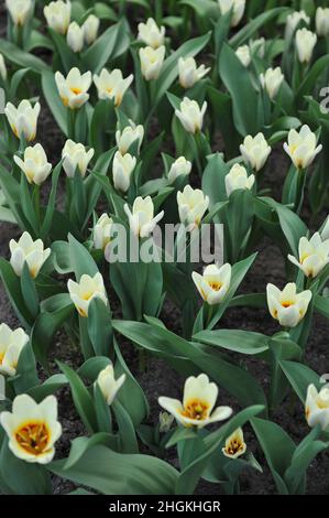 Tulipani Kaufmanniana bianco cremoso (Tulipa) speranza fiorire in un giardino nel mese di aprile Foto Stock
