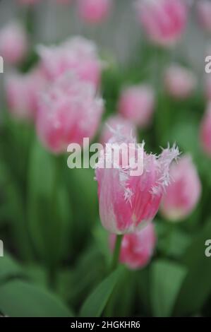 Tulipani con frange rosa (Tulipa) Huis dieci Bosch fioriscono in un giardino nel mese di aprile Foto Stock