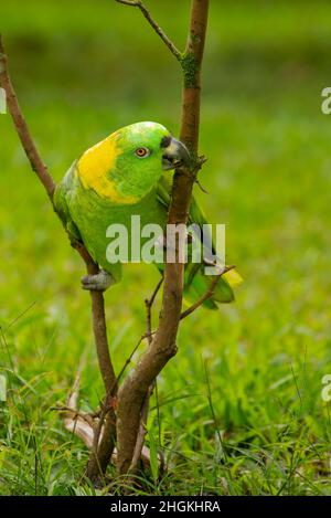 Pappagallo con nappagalli gialli (Amazzona auropalliata) Foto Stock