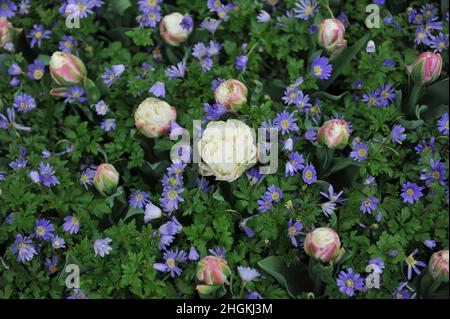 Bianco con tulipa a fiore di peonia rosa (Tulipa) gelato e fiore d'inverno (Anemone blanda) fioriscono in un giardino nel mese di aprile Foto Stock