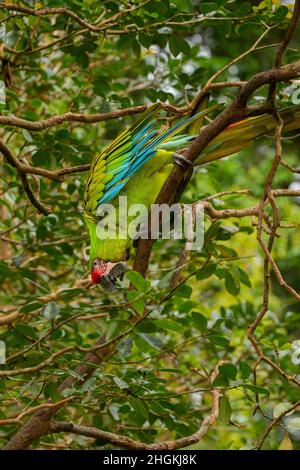 Grande Green Macaw (Ara ambiguus) Foto Stock