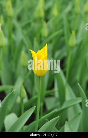 Tulipano giallo a fiore di giglio (Tulipa) fioriture inimitabili in un giardino nel mese di aprile Foto Stock