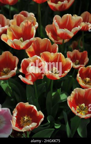 Tulipani triumfi rossi e bianchi (Tulipa) Jan Buis fioriscono in un giardino nel mese di aprile Foto Stock