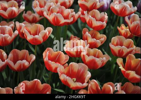 Tulipani triumfi rossi e bianchi (Tulipa) Jan Buis fioriscono in un giardino nel mese di aprile Foto Stock