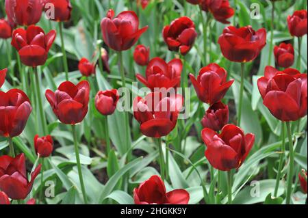 Tulipani rossi di Triumph (Tulipa) Jan Reus fioriscono in un giardino nel mese di aprile Foto Stock