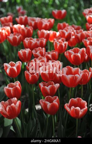 Tulipani triumfi rossi e bianchi (Tulipa) Jan Smit fioriscono in un giardino nel mese di aprile Foto Stock