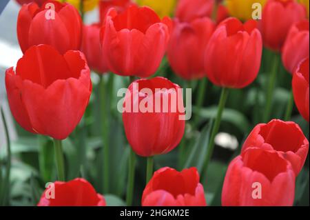 Tulipani rossi di Triumph (Tulipa) Judith Ruby fioriscono in un giardino nel mese di aprile Foto Stock