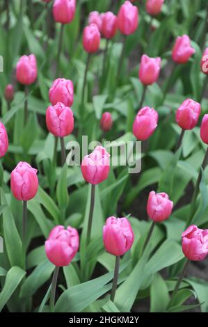 Tulipani rosa di Triumph (Tulipa) fiore rosa Jumbo in un giardino nel mese di marzo Foto Stock