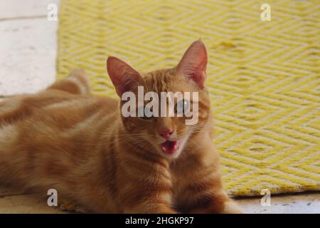 Un gatto simpatico zenzero che esplora un albero e una pianta Foto Stock