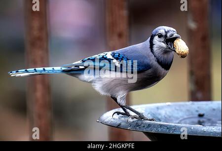 Bluejay sul ponte con arachidi Foto Stock