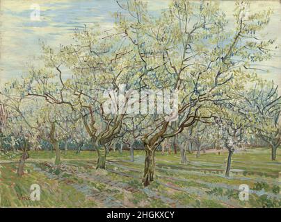 Il frutteto bianco - 1888 - olio su tela 60 x 81 cm - vg06Van Gogh Vincent Foto Stock