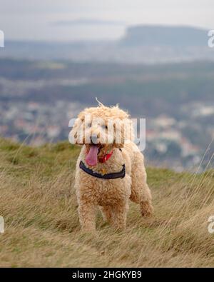 Cockapoo cane giocare in campo collinare Foto Stock