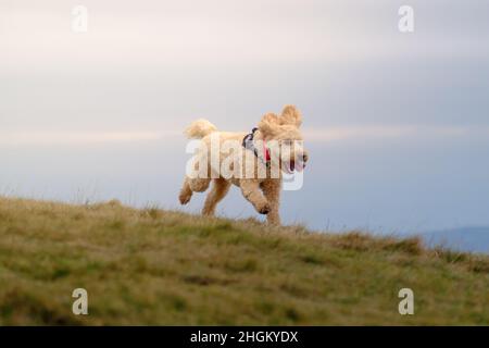 Cockapoo cane giocare in campo collinare Foto Stock