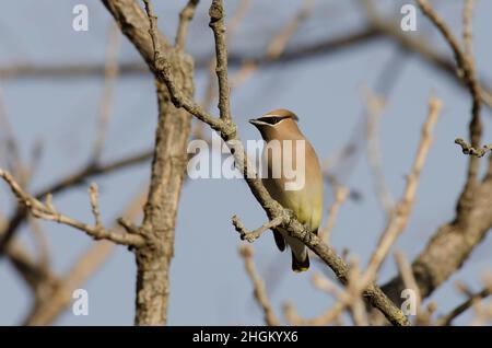 Cedro, Waxwing Bombycilla cedrorum Foto Stock